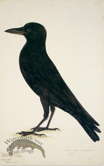 156 Swedish Birds . Corvus Corone, Carrion Crow